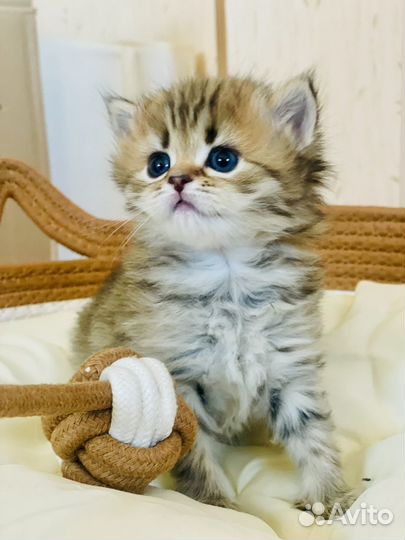 Британские котята