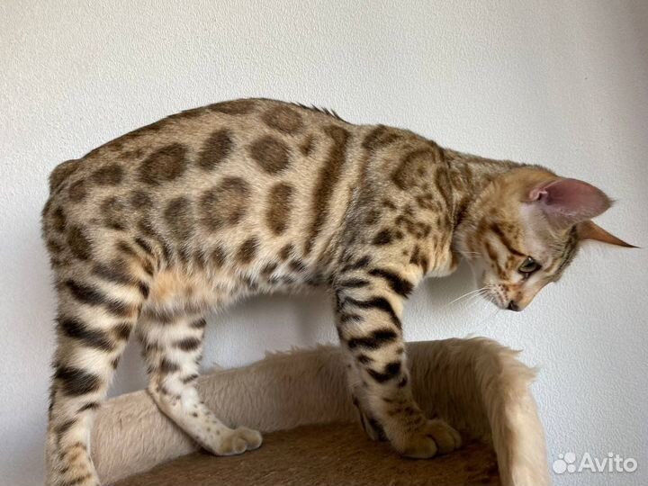 Бенгальские котята