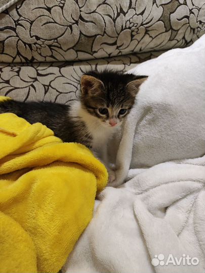 Котёнок Мята бесплатно