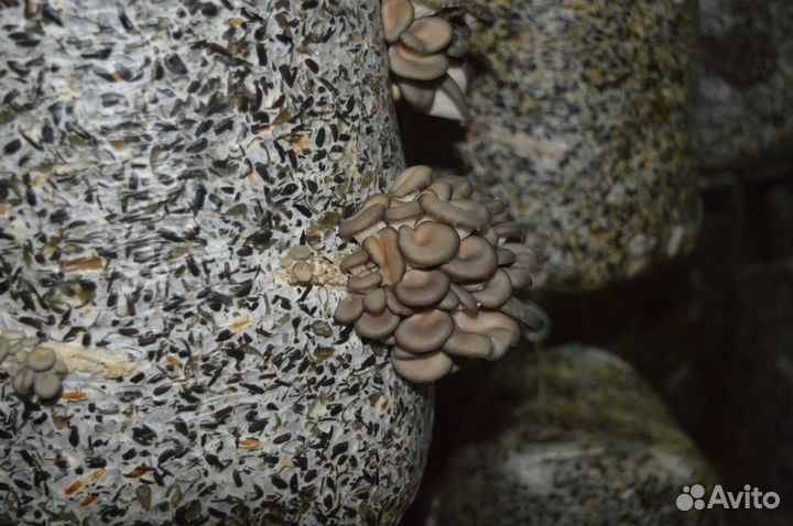 Грибные блоки вешенка