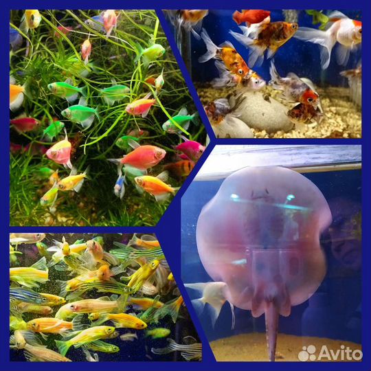 Аквариумные рыбки