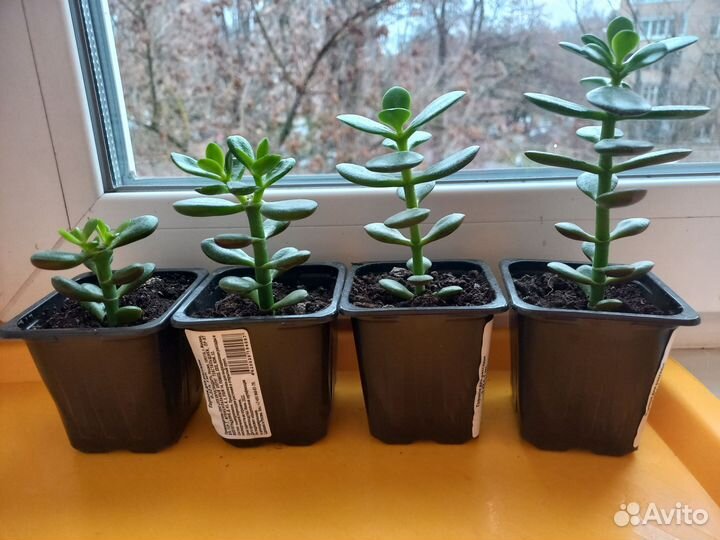 Крассула толстянка. Денежное дерево