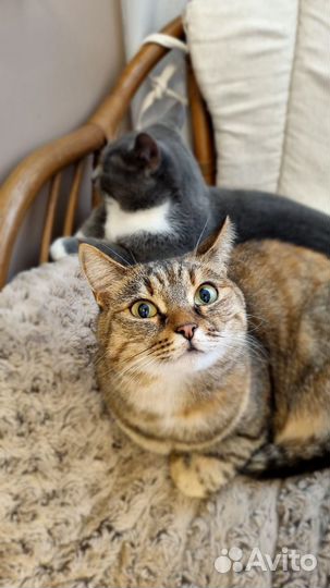 Молодая кошечка