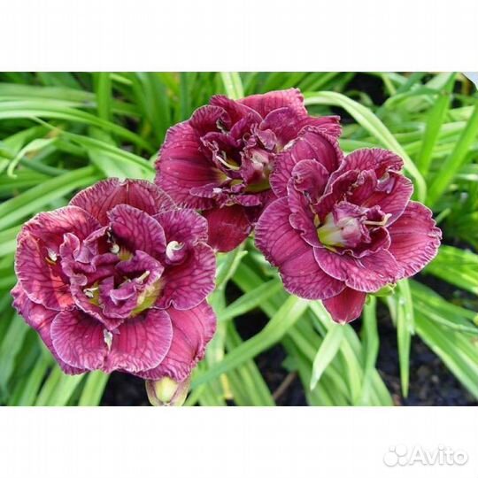 Лилейник Дабл Роуз Новинка