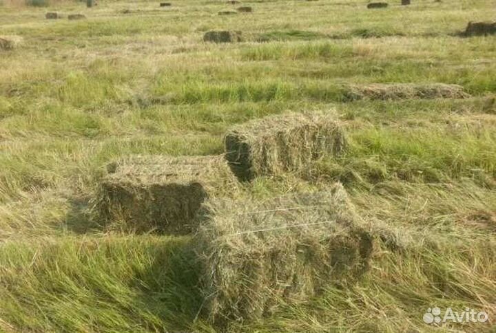 Сено в тюках