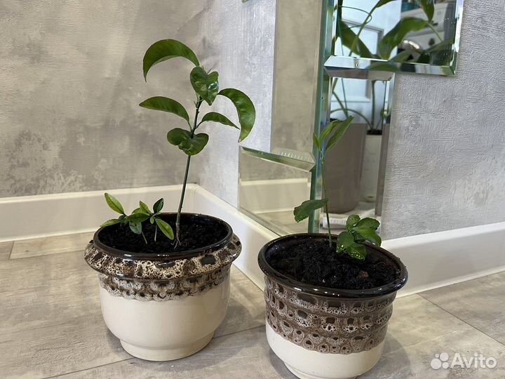 Мандариновое дерево