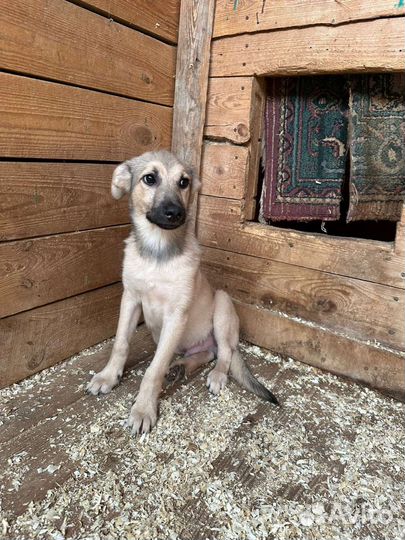 Собачий ребенок Коляня в дар