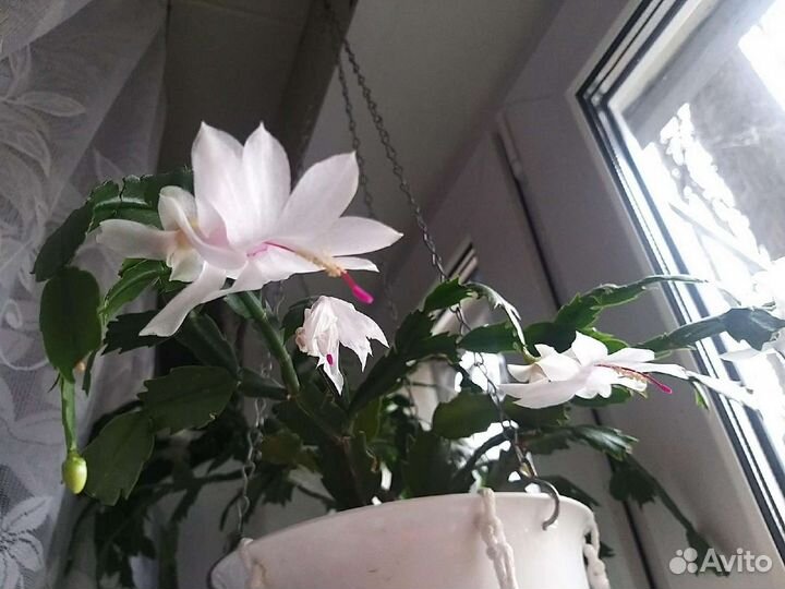 Декабрист шлюмбергера сортовые