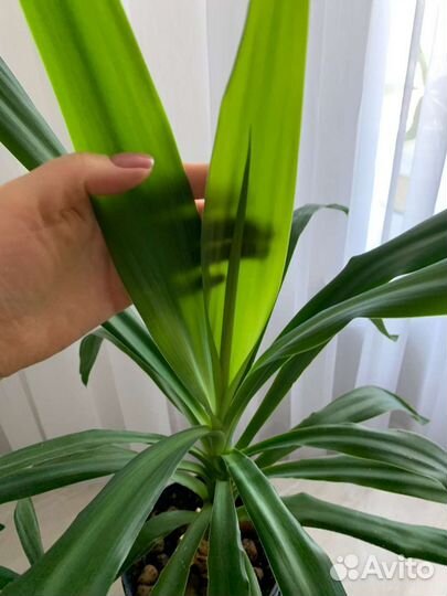 Пальма юкка