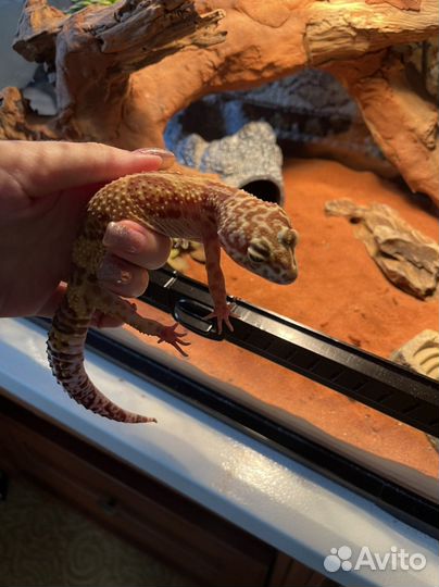 Эублефар с террариумом