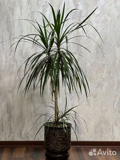Пальма драцена