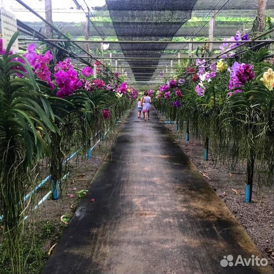 Бангкок Топ-Экскурсия Загадки провинции Ратчабури: