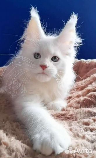 Настоящие котята мейн кун