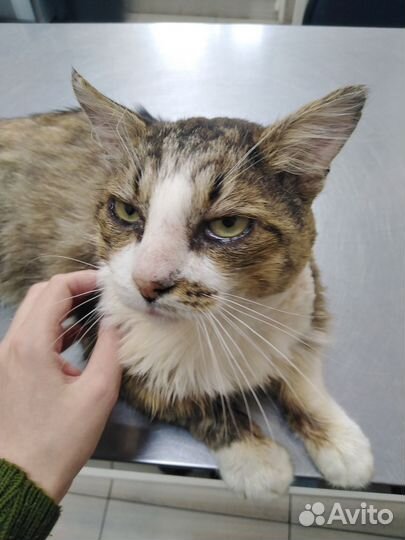 Помощь приюту