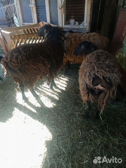 Овцы бараны