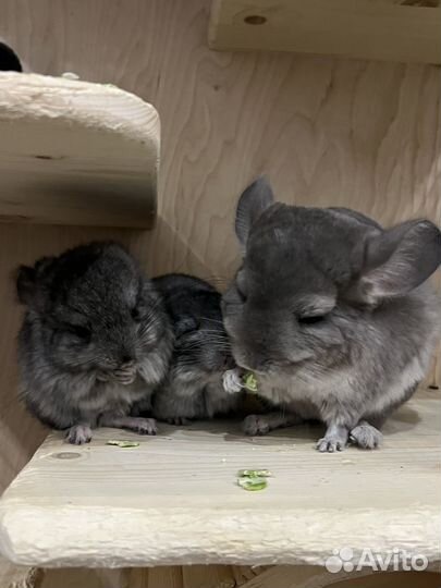 Шиншилла Ангора