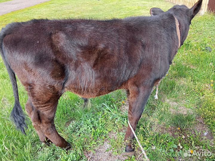 Бычки и быки