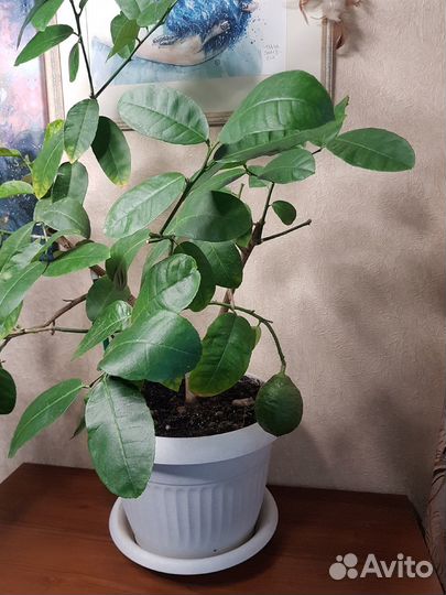 Лимон комнатный, взрослое растение, лимонное дерев