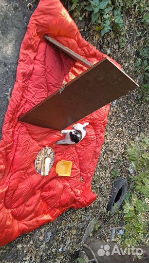 Отдам кутят