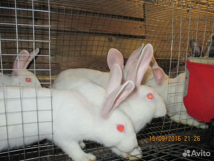 Продам кроликов