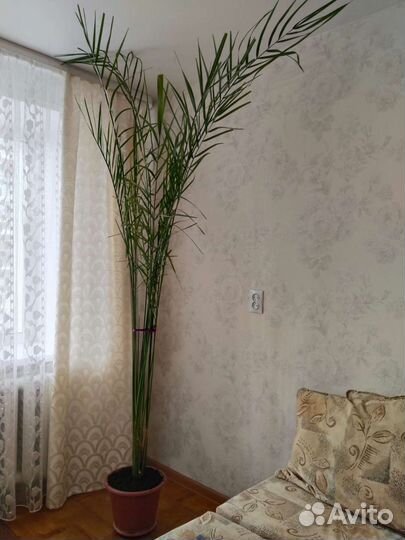 Финиковая пальма
