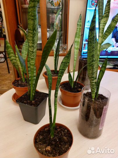 Комнатные цветы. Тещин язык. Сансевиерия