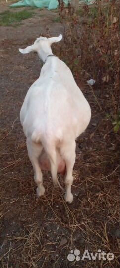 Коза дойная, нубийка