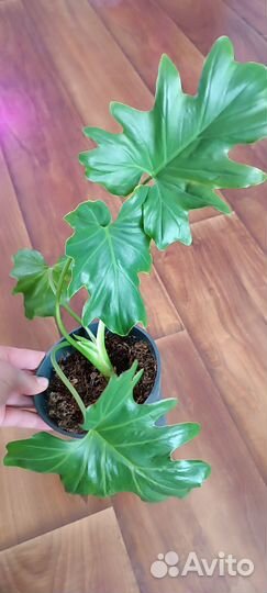 Филодендрон Селло