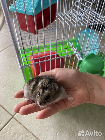 Джунгарский хомяк с клеткой