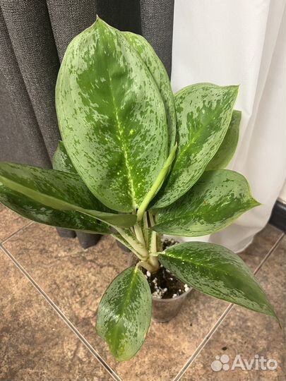 Аглаонема лимон минт