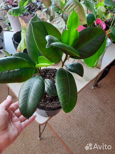 Комнатные домашние растения