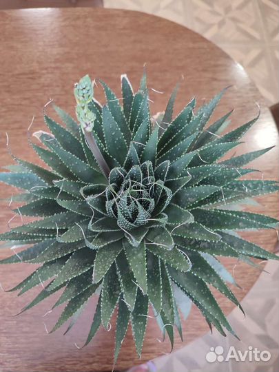 Алоэ остистое