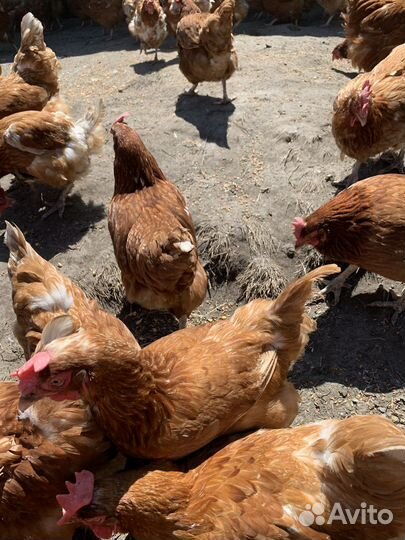 В продаже куры породы Ломан Браун