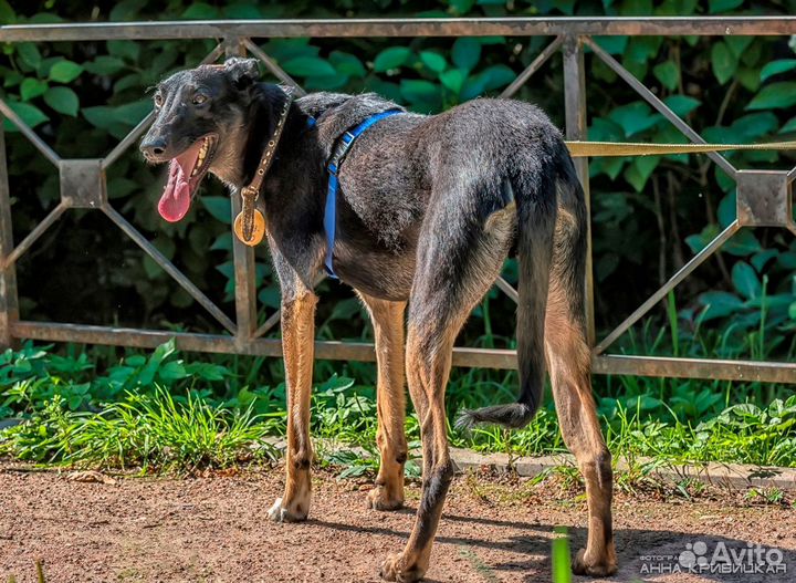 Собака в добрые руки