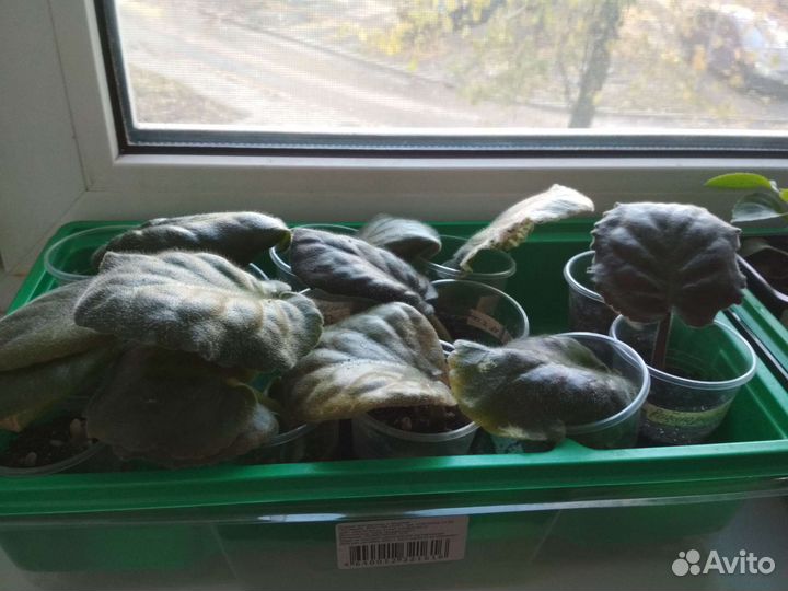 Комнатные цветы