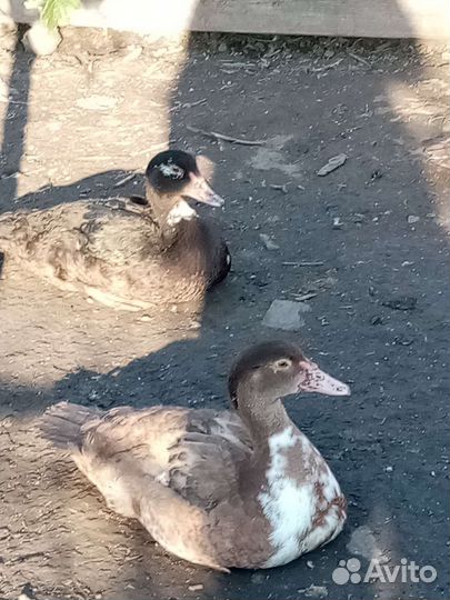 Индоутка мускусная утка