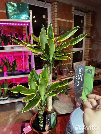 Драцена душистая