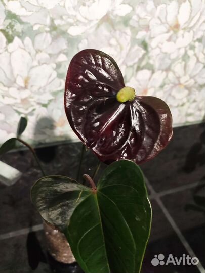 Антуриум блек лав