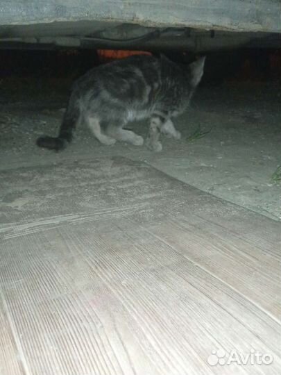 Отдаю котенка в добрые руки,писать в лс