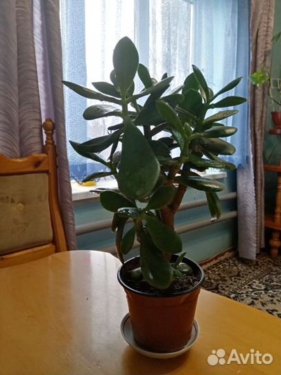 Денежное дерево толстянка крассула