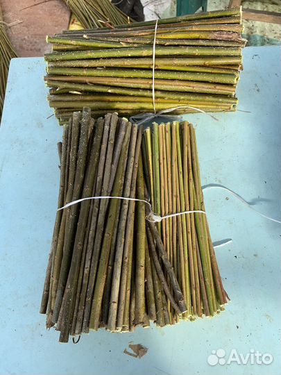 Черенки сортовой ивы