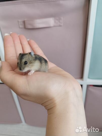 Джунгарский хомяк