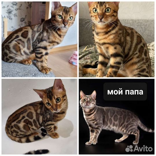 Бенгальские котята