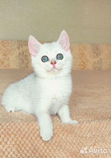 Шотландский красавчик