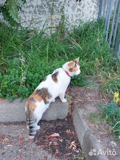 Кот нашелся в центре Щапова