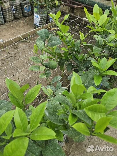 Лимон дерево привитый местный