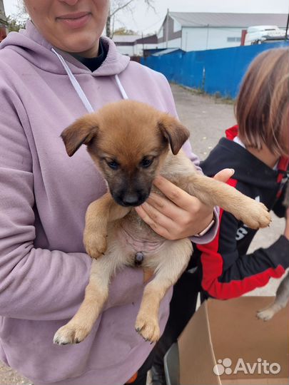 Щенки в добрые руки