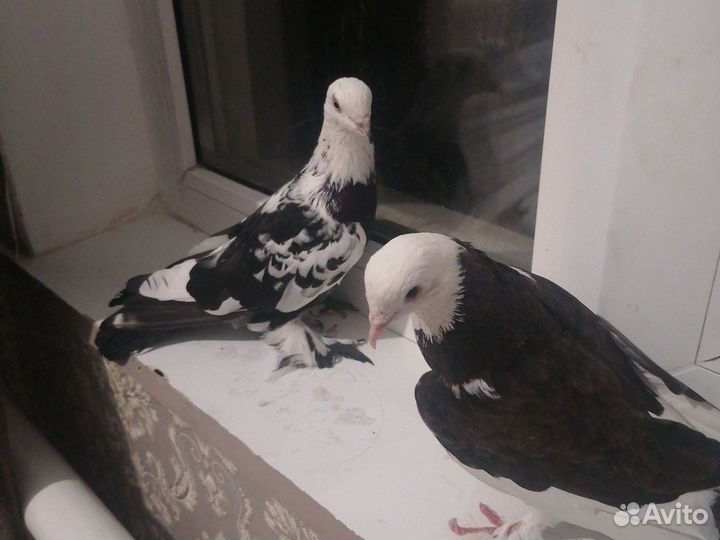 Продажа голубей