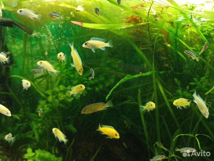 Псевдотрофеус, лабидохромис, меченосцы, гуппи