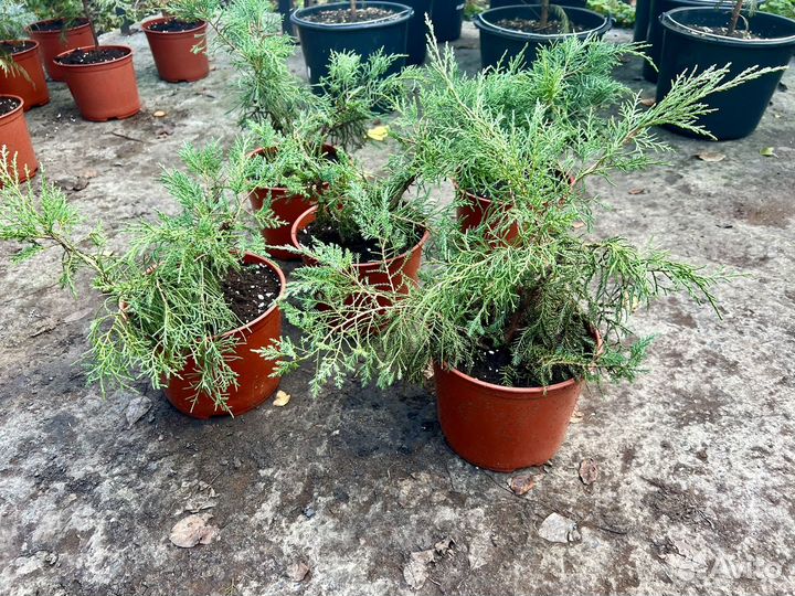 Можжевельник казацкий